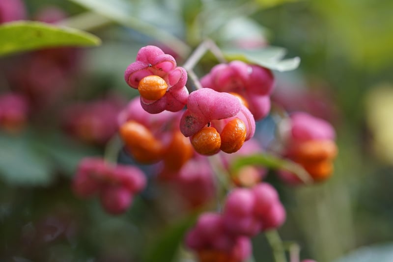 Fruit Selection